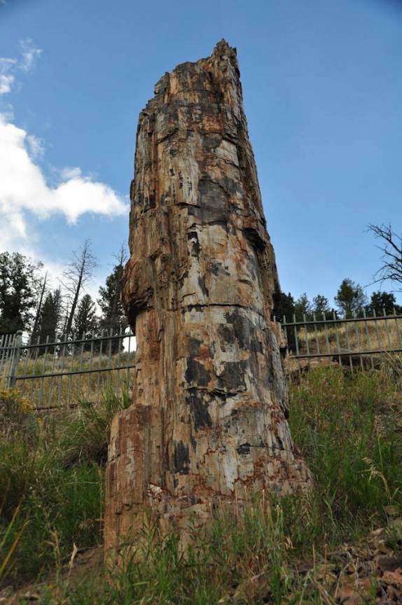 Tronco de Redwood petrificado há 30 milhões de anos, no Yellowstone National Park, no Wyoming, nos Estados Unidos